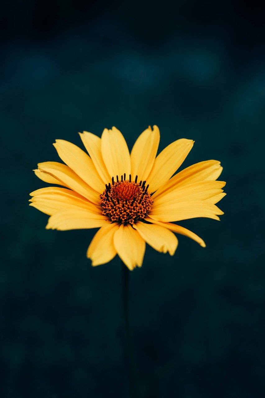 yellow flower, iphone wallpaper, samsung wallpaper-8102501.jpg